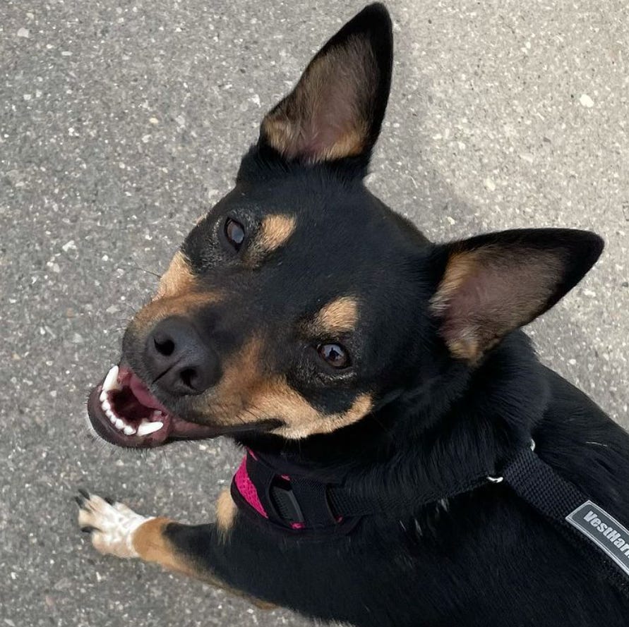Tali, out on a walk, looking up at the camera, her mouth slightly open and her bottom teeth showing looking like she's grinning.