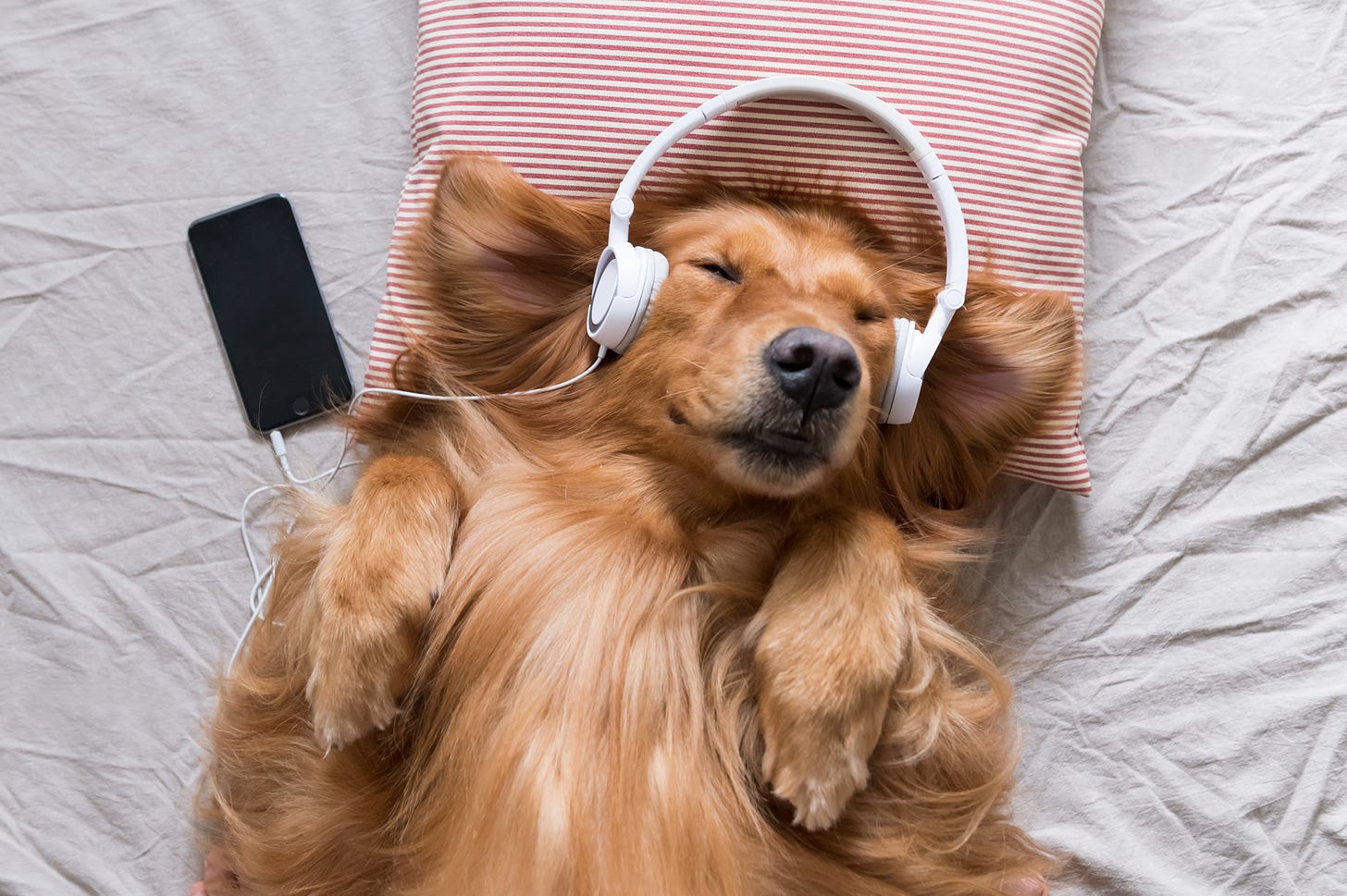 a dog wearing headphones