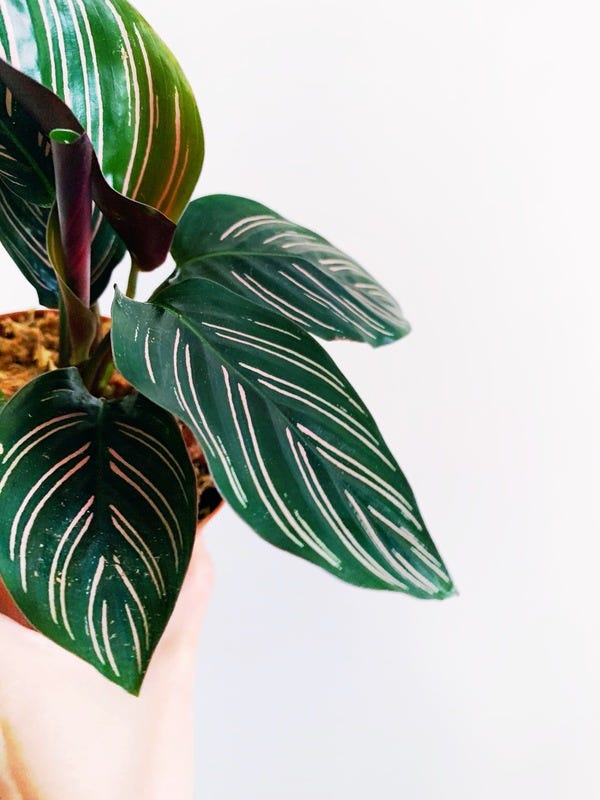 Purchased this weekend, the Calathea ornata is also called the pinstripe plant!