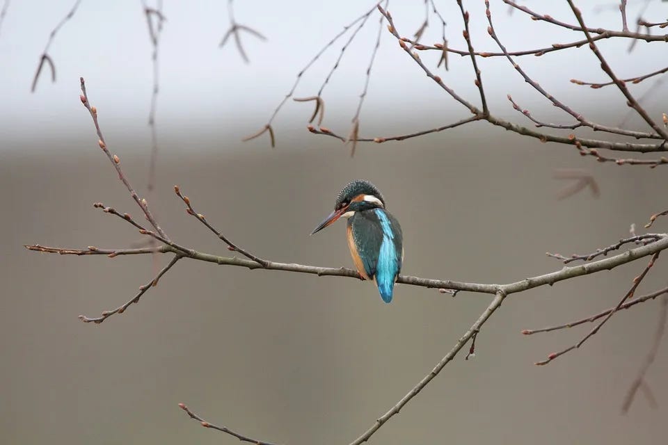 Common kingfisher sitting on a branch, showing it's bright blue back, against a brown-grey background  