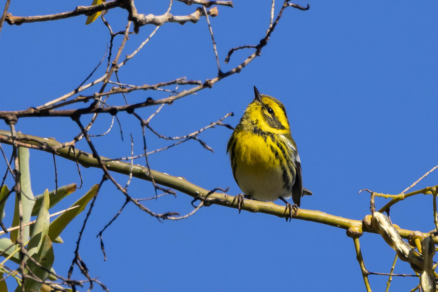 a very small bird with a yellow chest and face, dark black streaks, a black mask bordered by a yellow eyebrow and collar, and a yellow throat, perched on a thin branch against a vivid blue sky