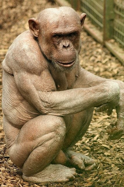 🔥 Alopecia reveals incredibly ripped Chimpanzee: NatureIsFuckingLit