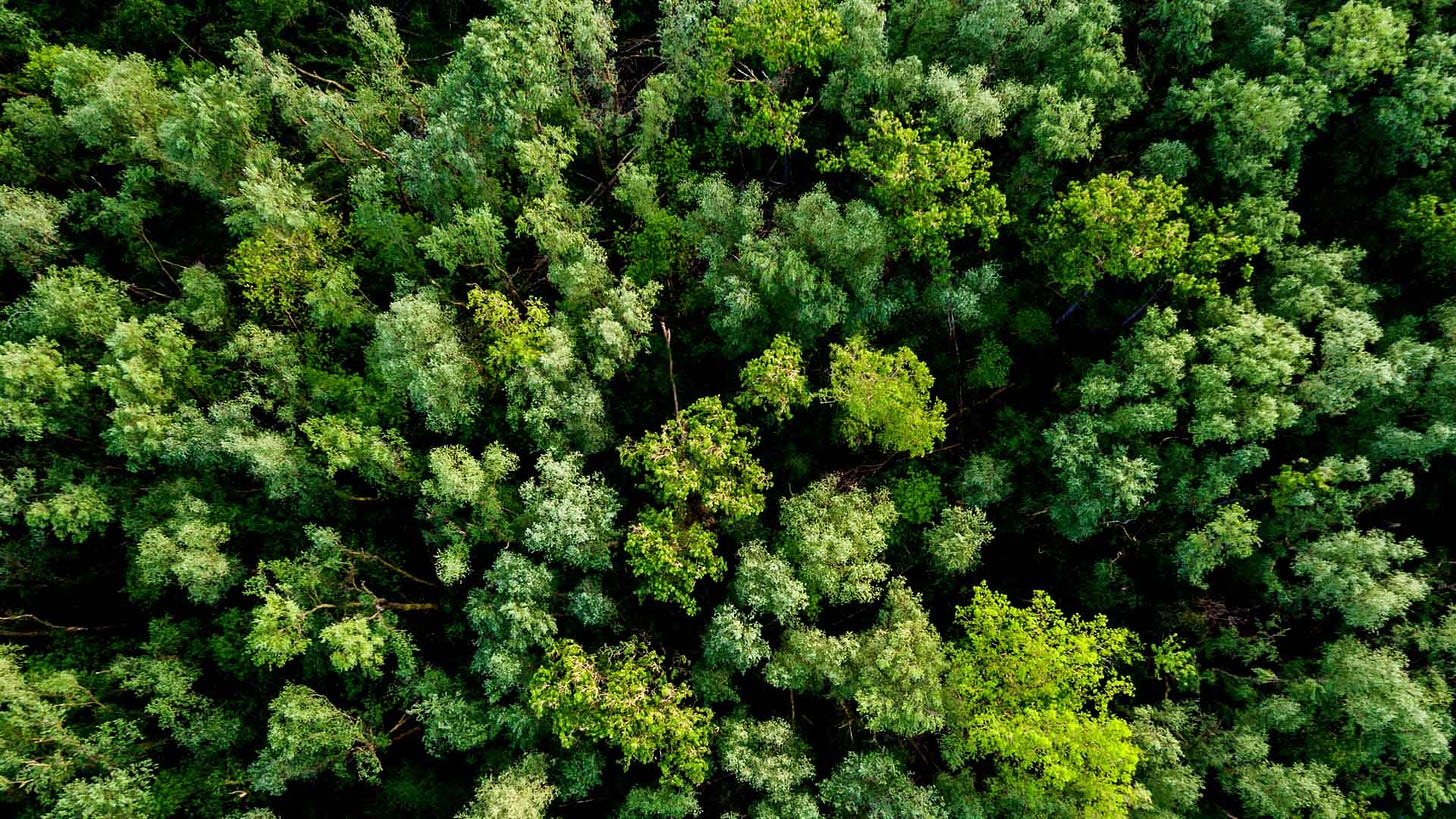 To Combat Climate Change, See the Forest for the Trees