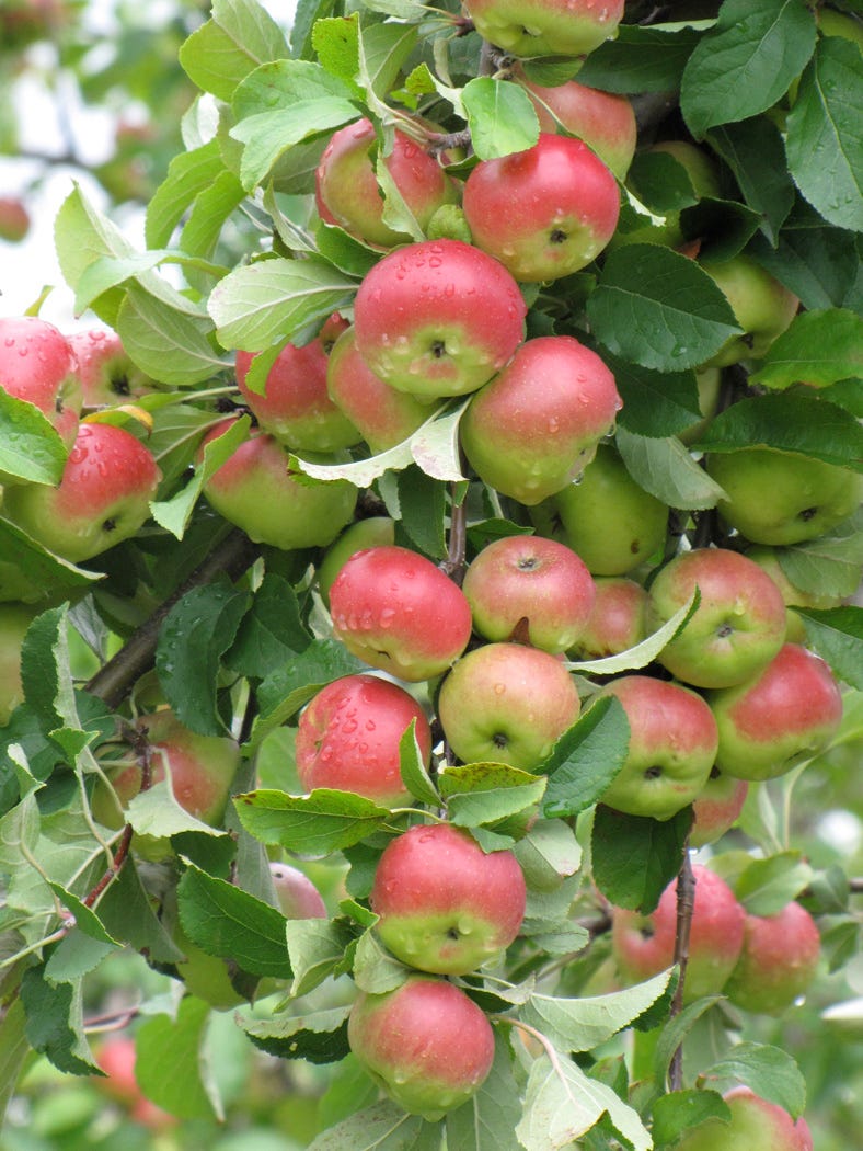 Lady, or Christmas, Apple - New England Apples