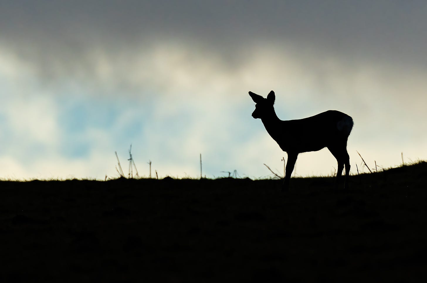Photo of a roe deer silhouetted against a blue sky with grey clouds