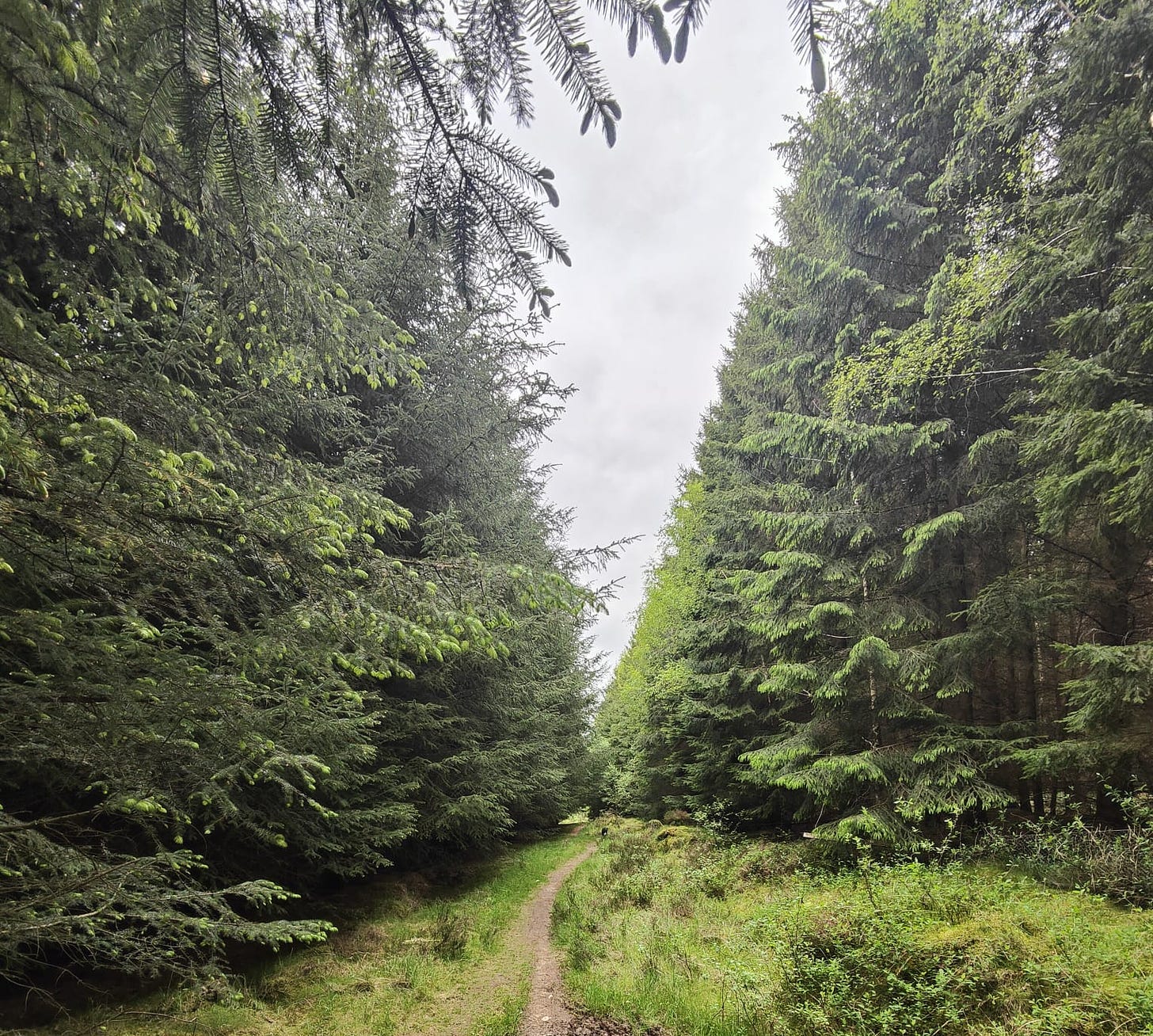 Colour photo showing a path between the pine trees in the forest area outside Scone in Scotland