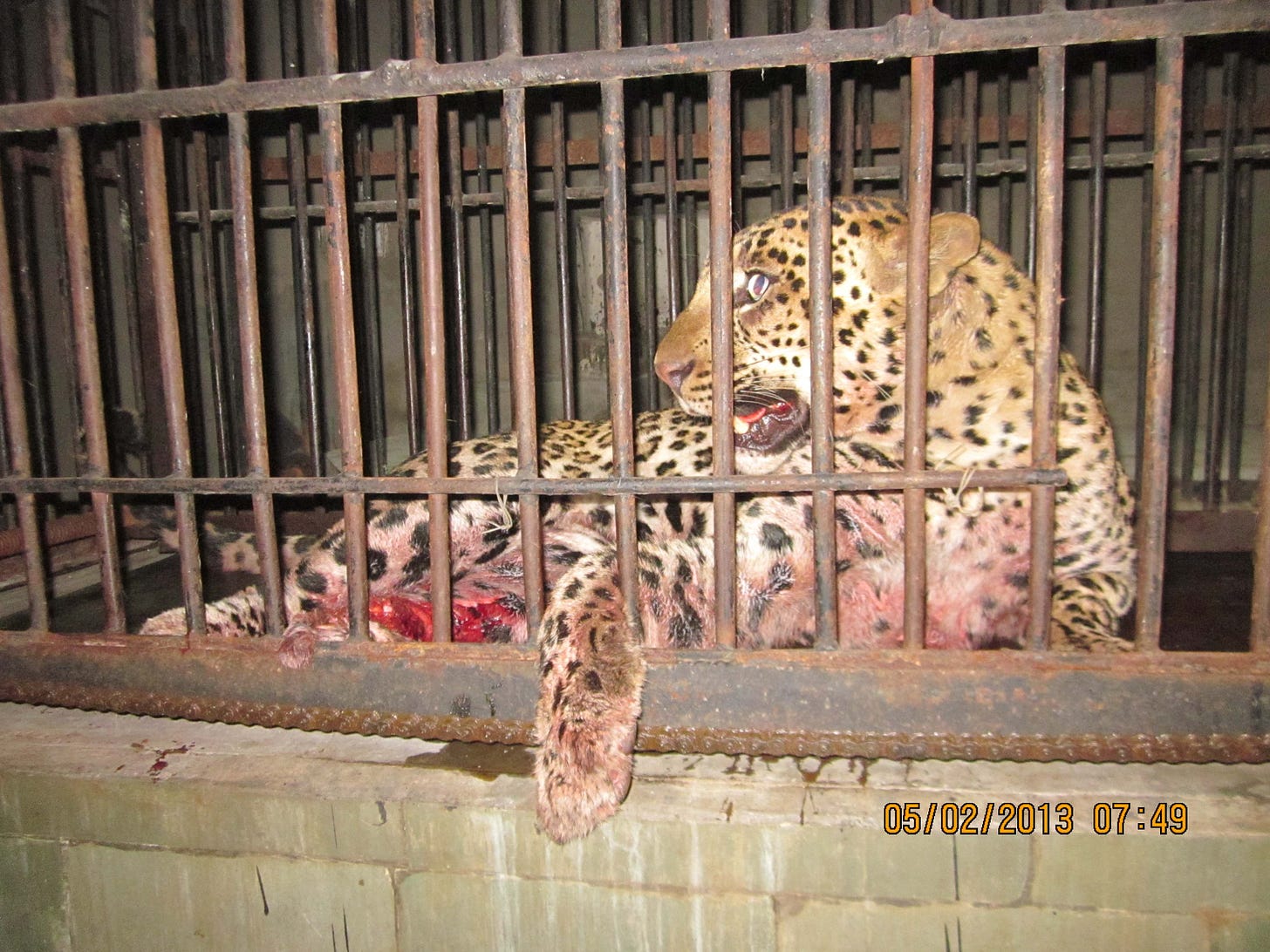Injured leopard rescued by Wildlife SOS on 5 Feb 2013 under treatment at Delhi Zoo