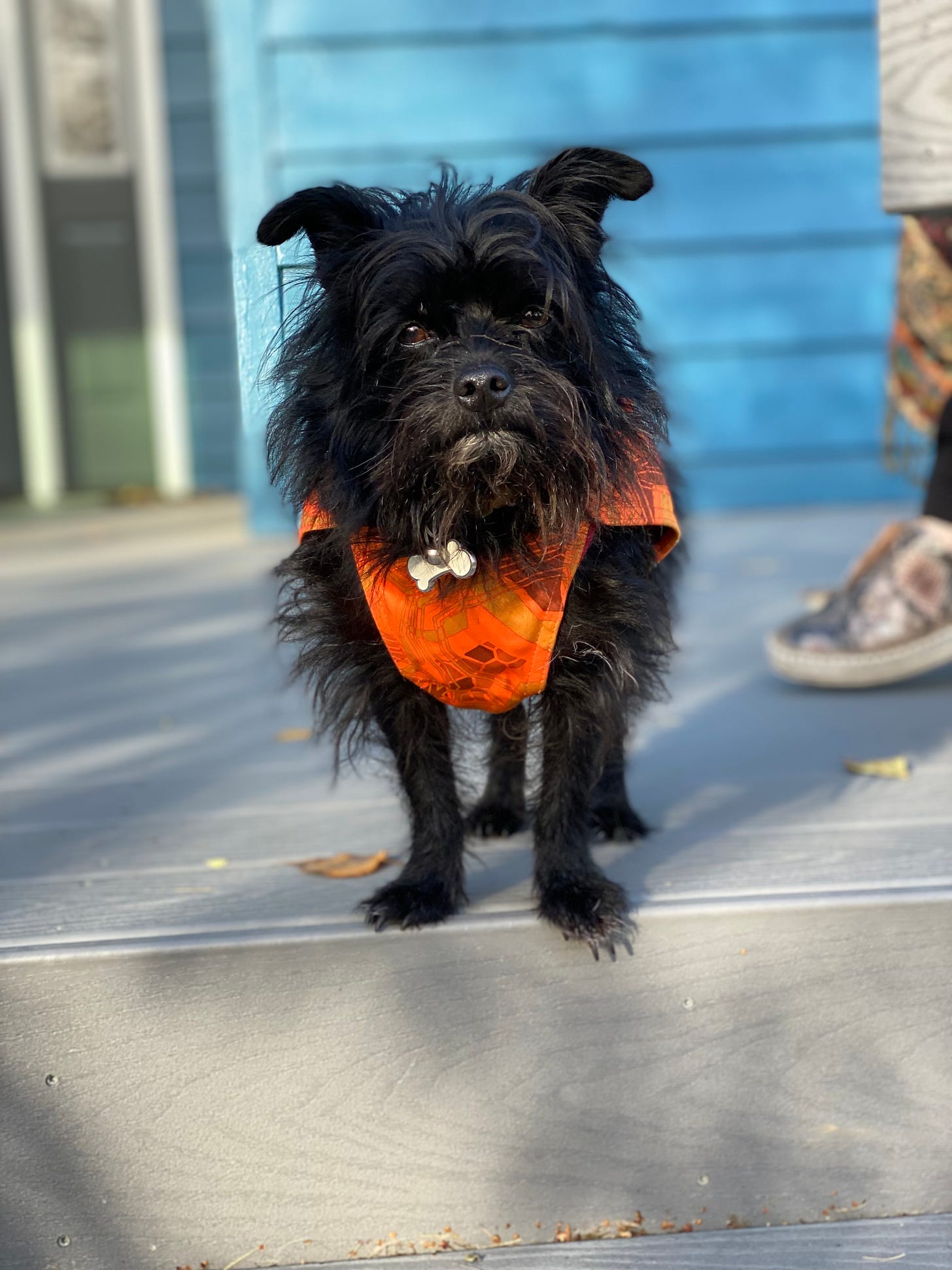 small black scruffy dog standing on a deck in front of a blue house. The dog is wearing an orange vest.