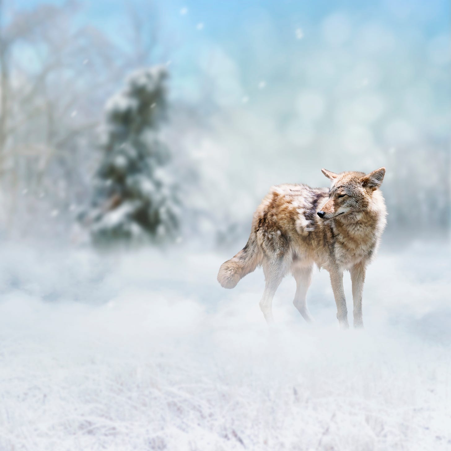 Coyote in winter