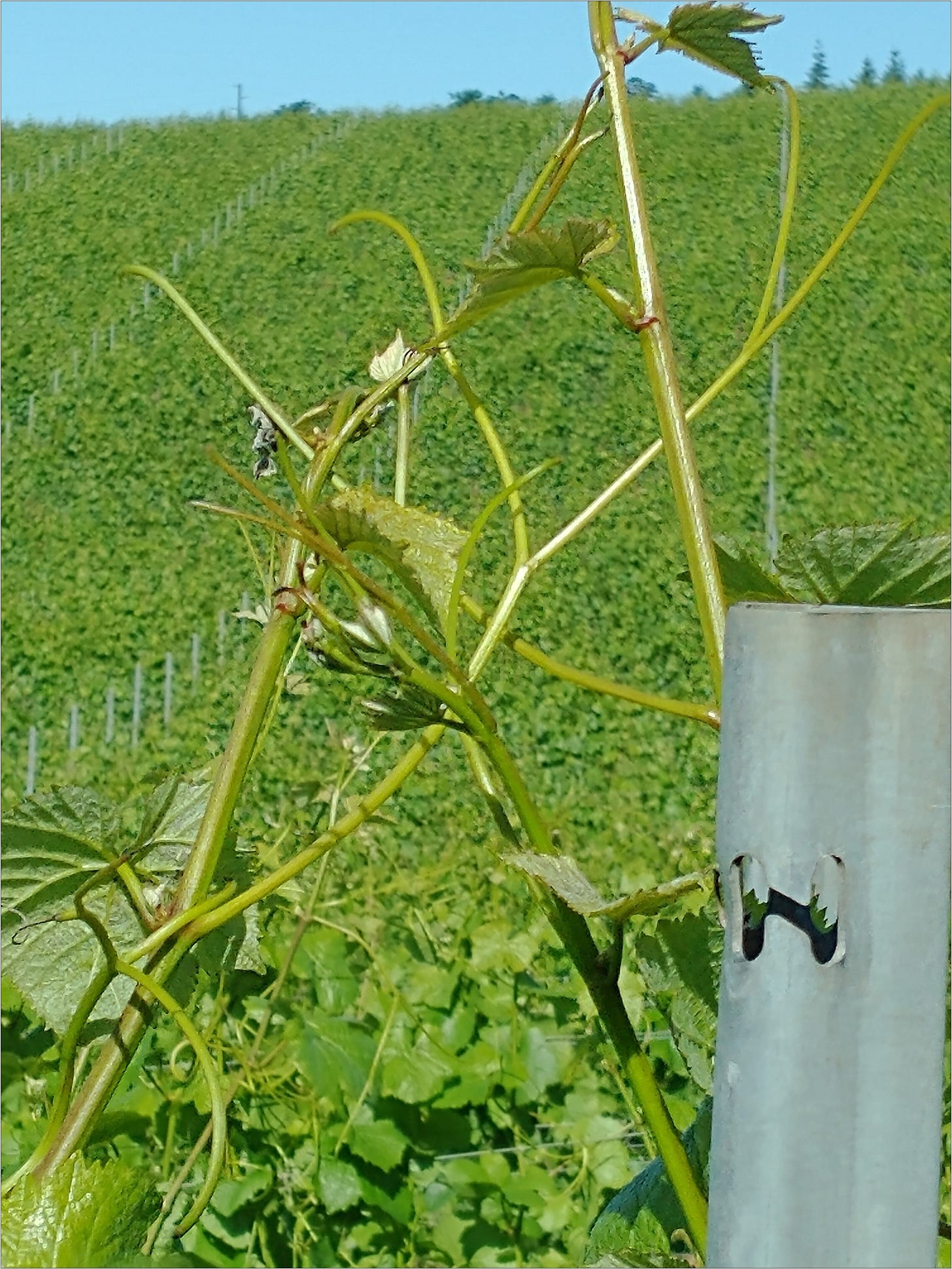 June growth in Pinot Noir, already above the line post!