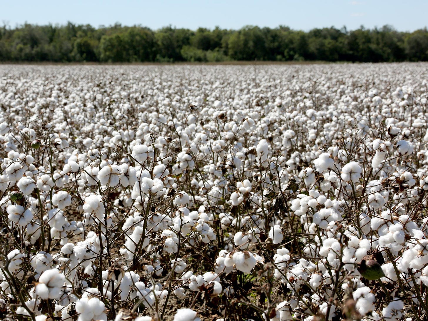 Cotton harvests expected to top 1,000 pounds again | Mississippi State  University Extension Service