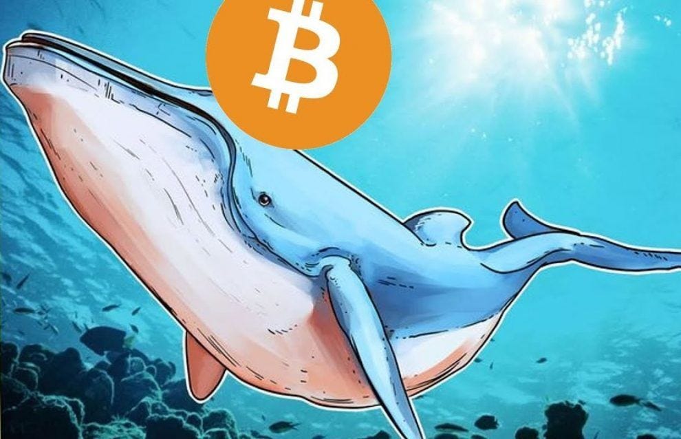What's new about whales crypto - Cryptocurrency Market