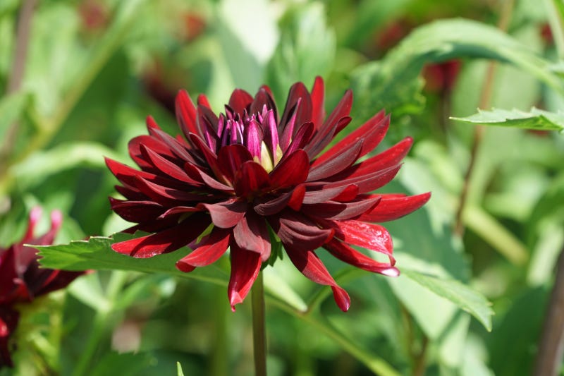 Deep red flowers for colourful gardens