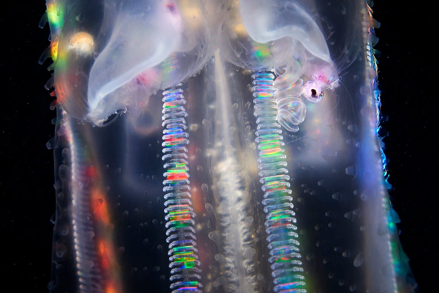 A comb jelly that contains a parasite