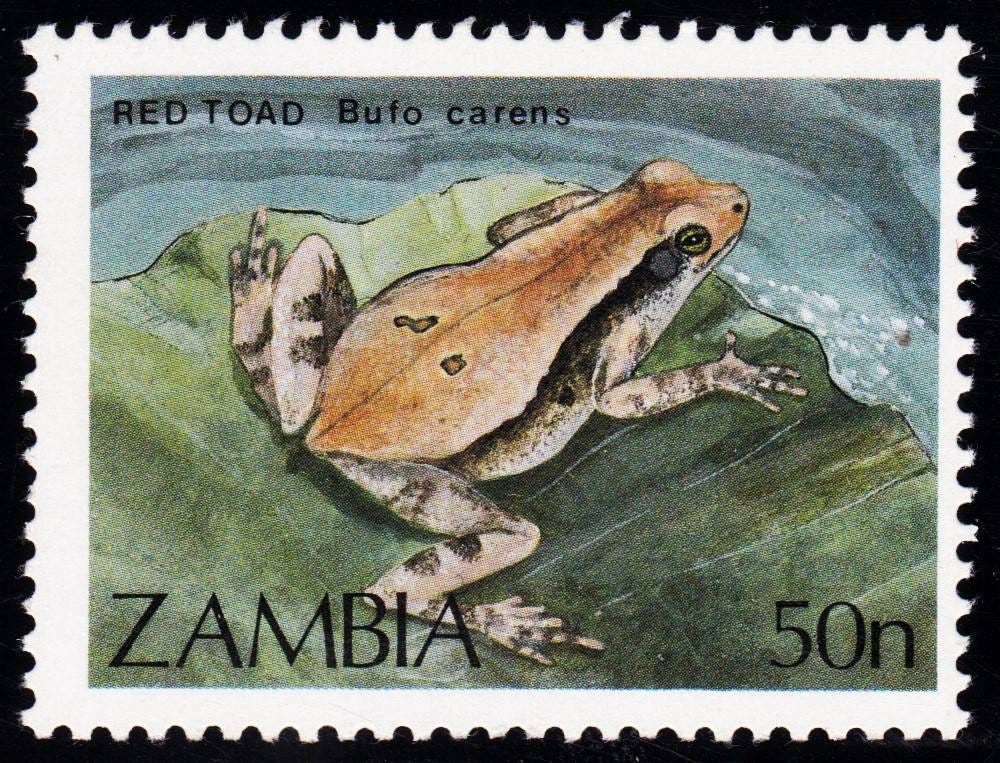 Frogs And Toads On Stamps, Covers And Postmarks. - Page 12 - Stamp  Community Forum