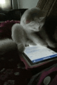 cat that is not a journalist swiping at phone