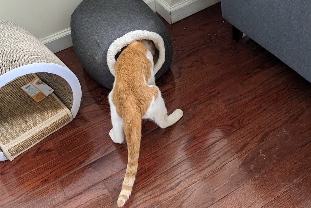 A red and white cat with his head stuck inside a cat bed