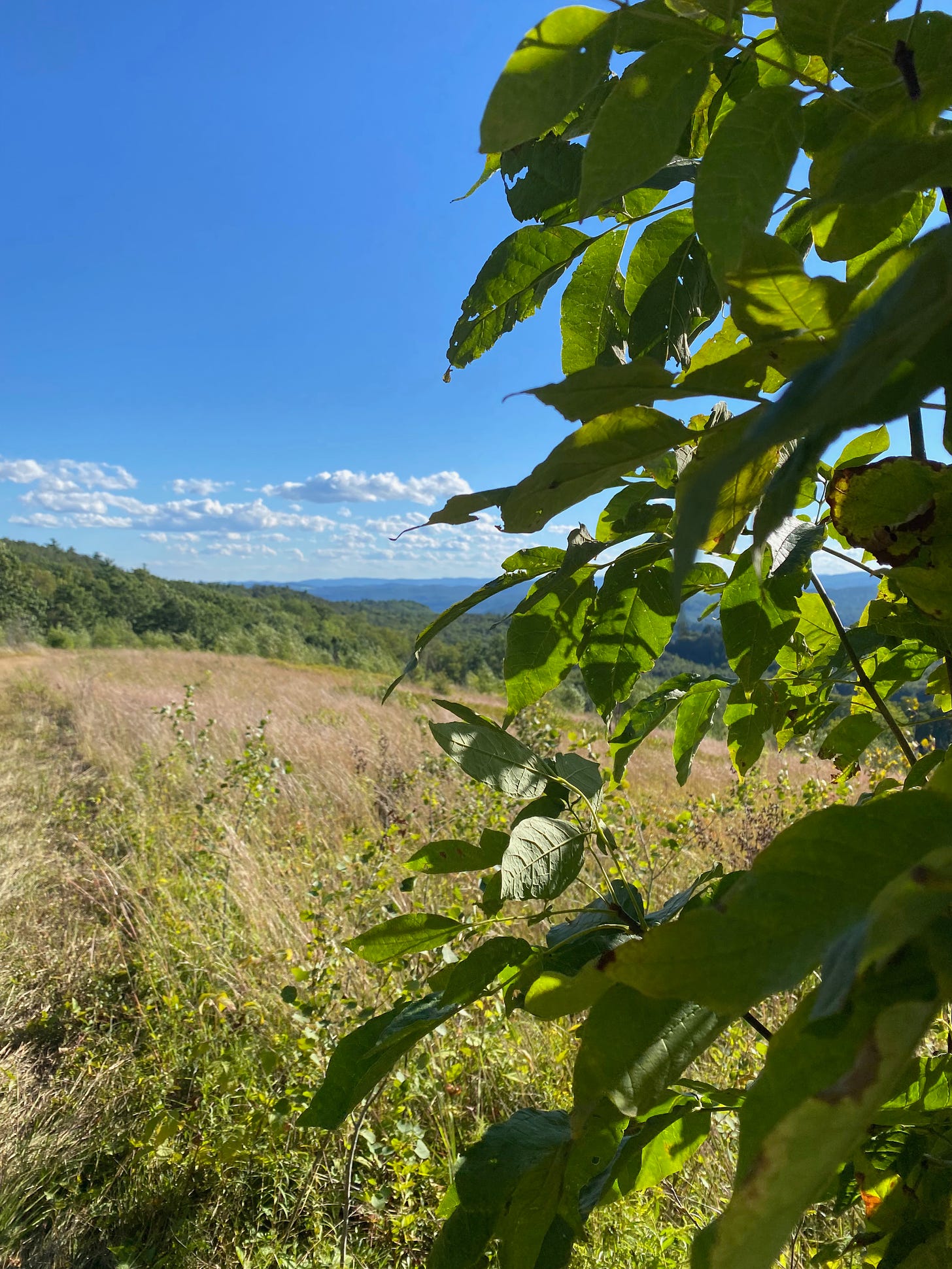 View of a windswept hilltop of brown grasses under a deep blue sky. In the foreground, a tree branch full of bright green leaves glinting in the sunlight.