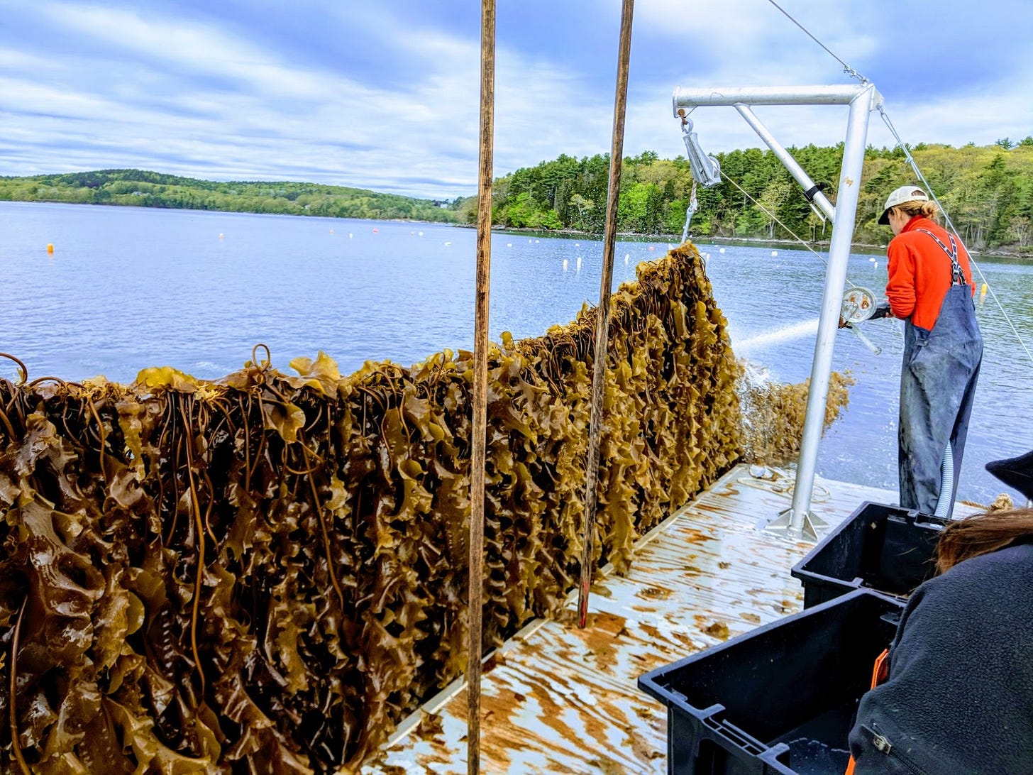 https://s3.amazonaws.com/hrnwp/wp-content/uploads/2019/04/maine-seaweed-farming-Lisa-Held-1800x1350.jpg