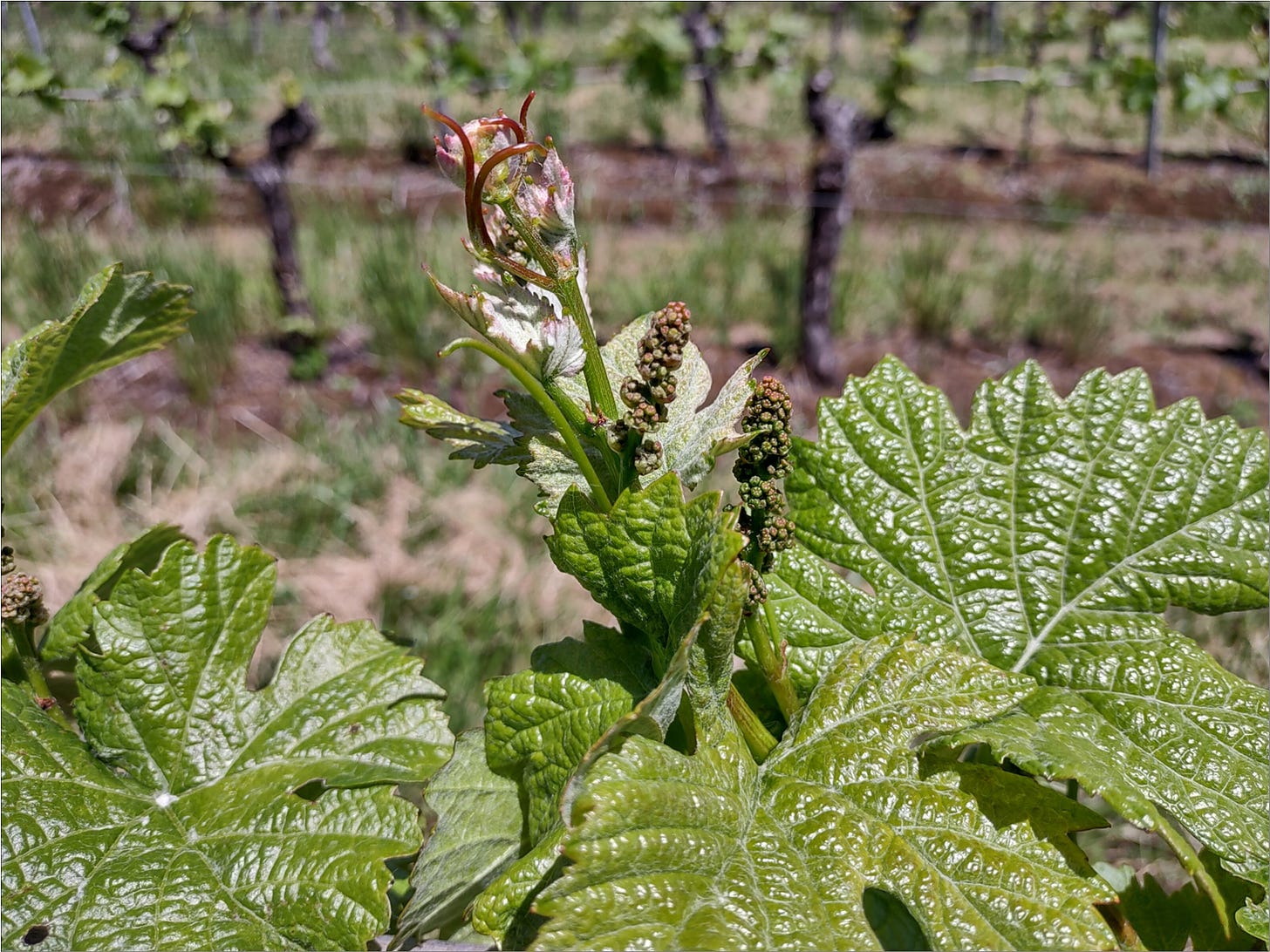 Pinot Noir inflorescence.