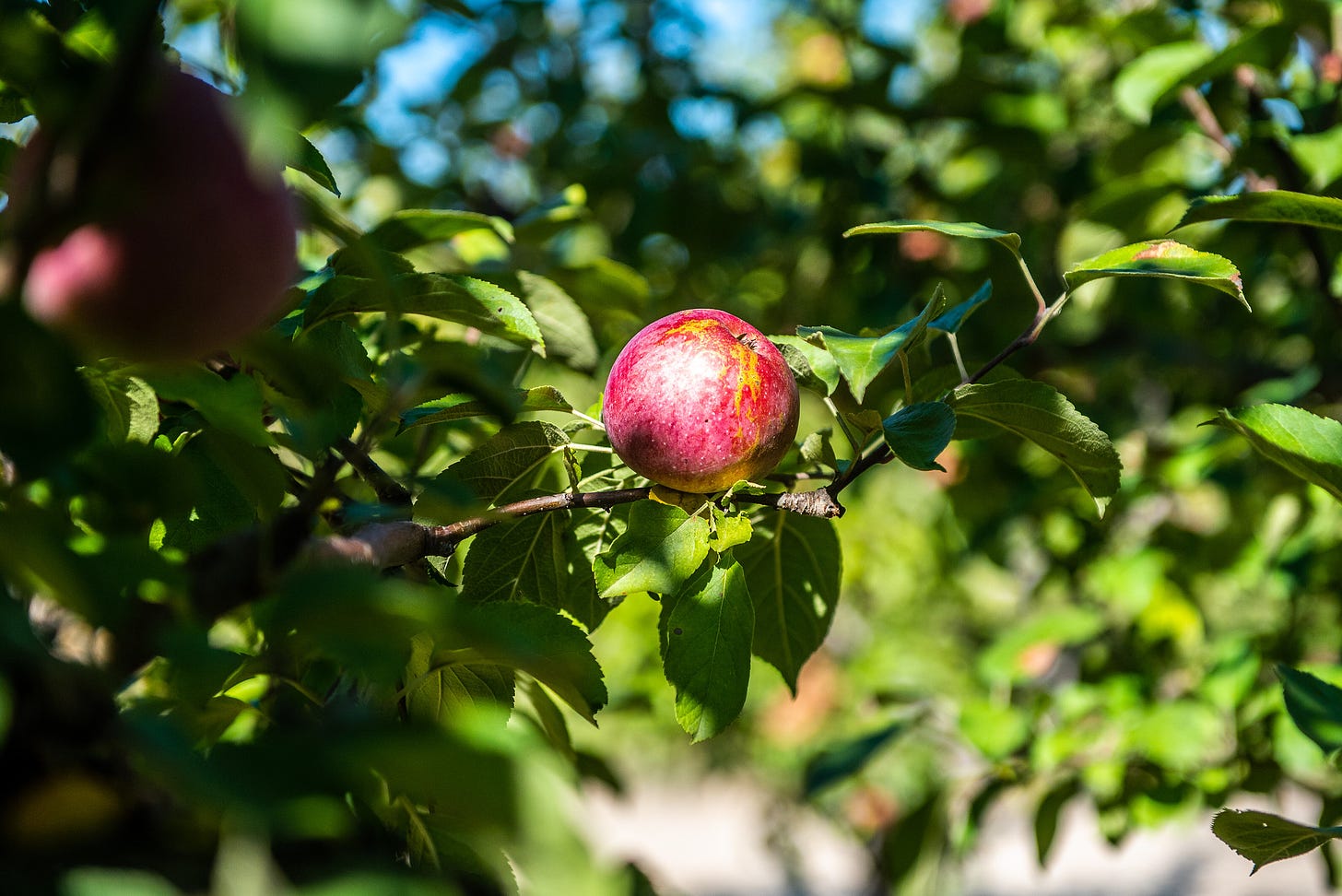 Image description: an apple on an apple tree branch. End image description.