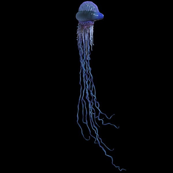 3d jellyfish portuguese man war