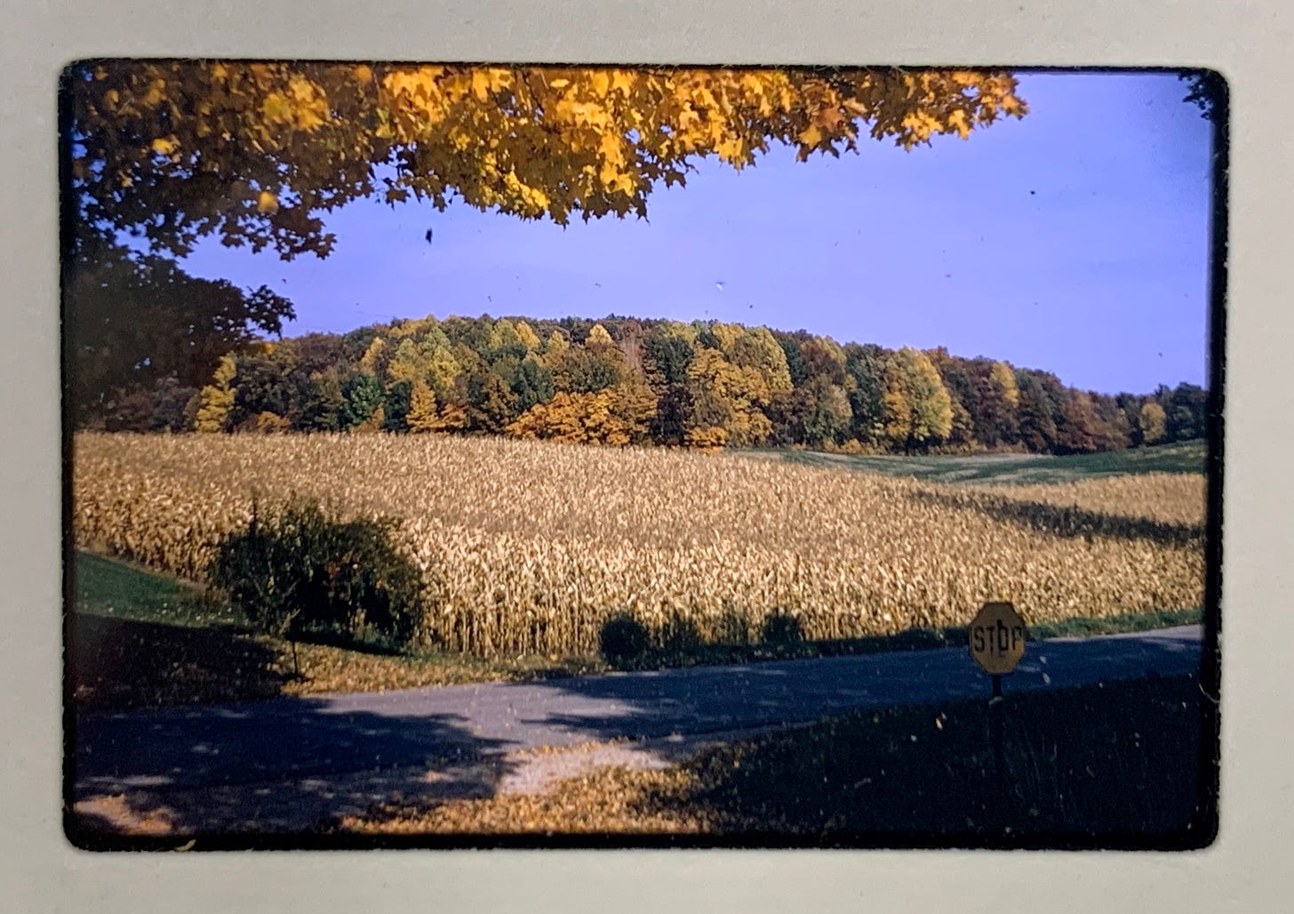 A field of dry brown corn plants next to a paved road, with fall color trees in the distance.