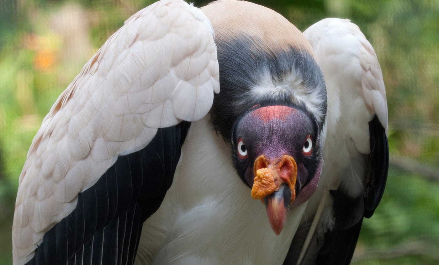 King vulture | Smithsonian's National Zoo