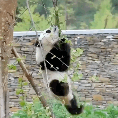 Bild eines abstürzenden Pandas