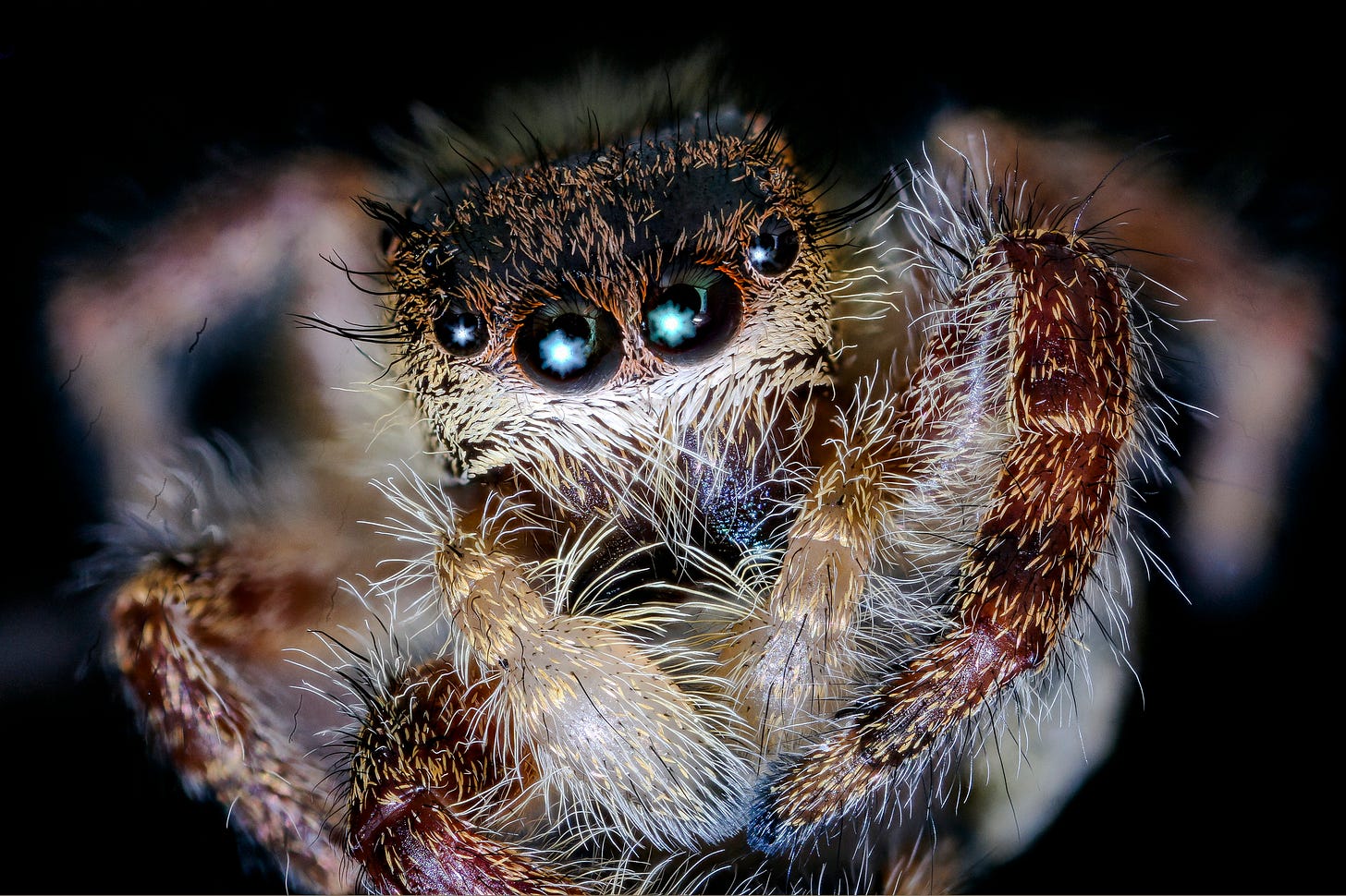 A macro photograph of a fuzzy jumping spider in various shades of brown.