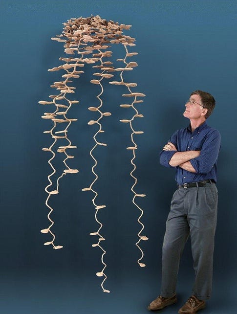 A plaster cast of an ant colony