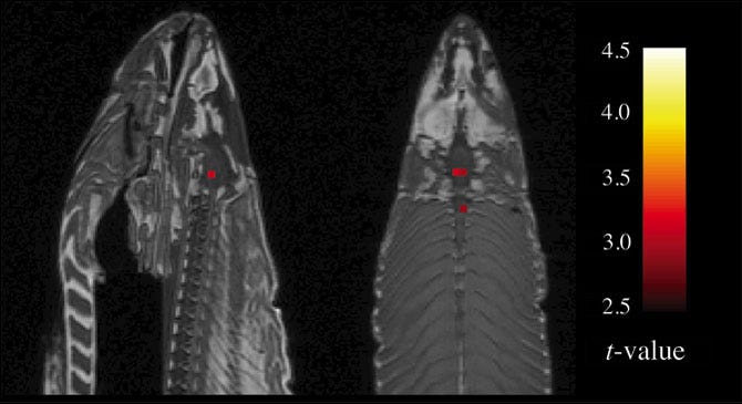 Dead fish brains lighting up in an fMRI
