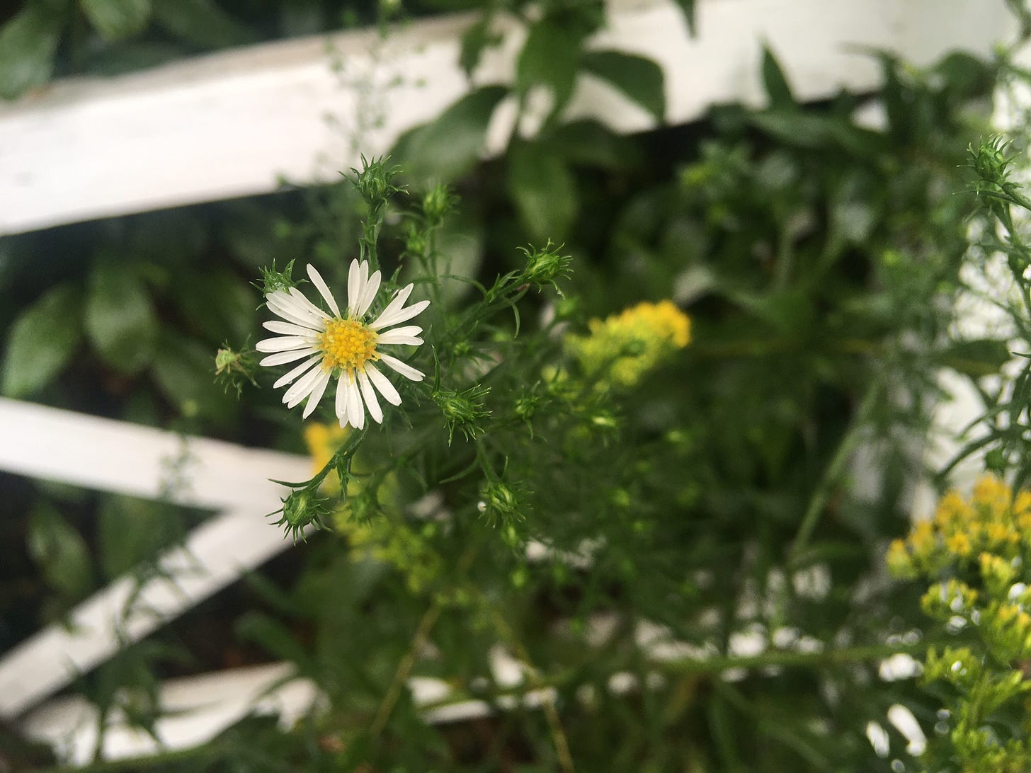 A small white aster with a yellow center and short, narrow white rays