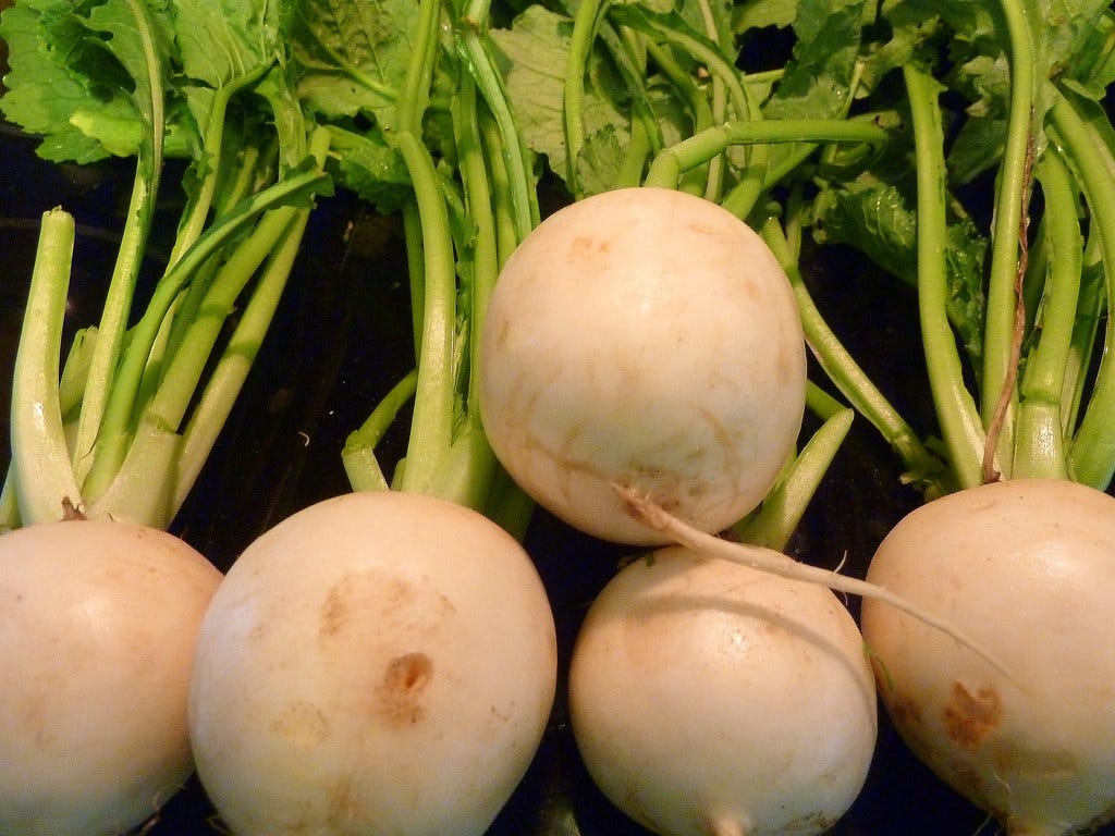 Several white "snow apple" turnips. "Turnips Jun 9, 2012 3-31 PM" by krossbow is licensed under CC BY 2.0. 