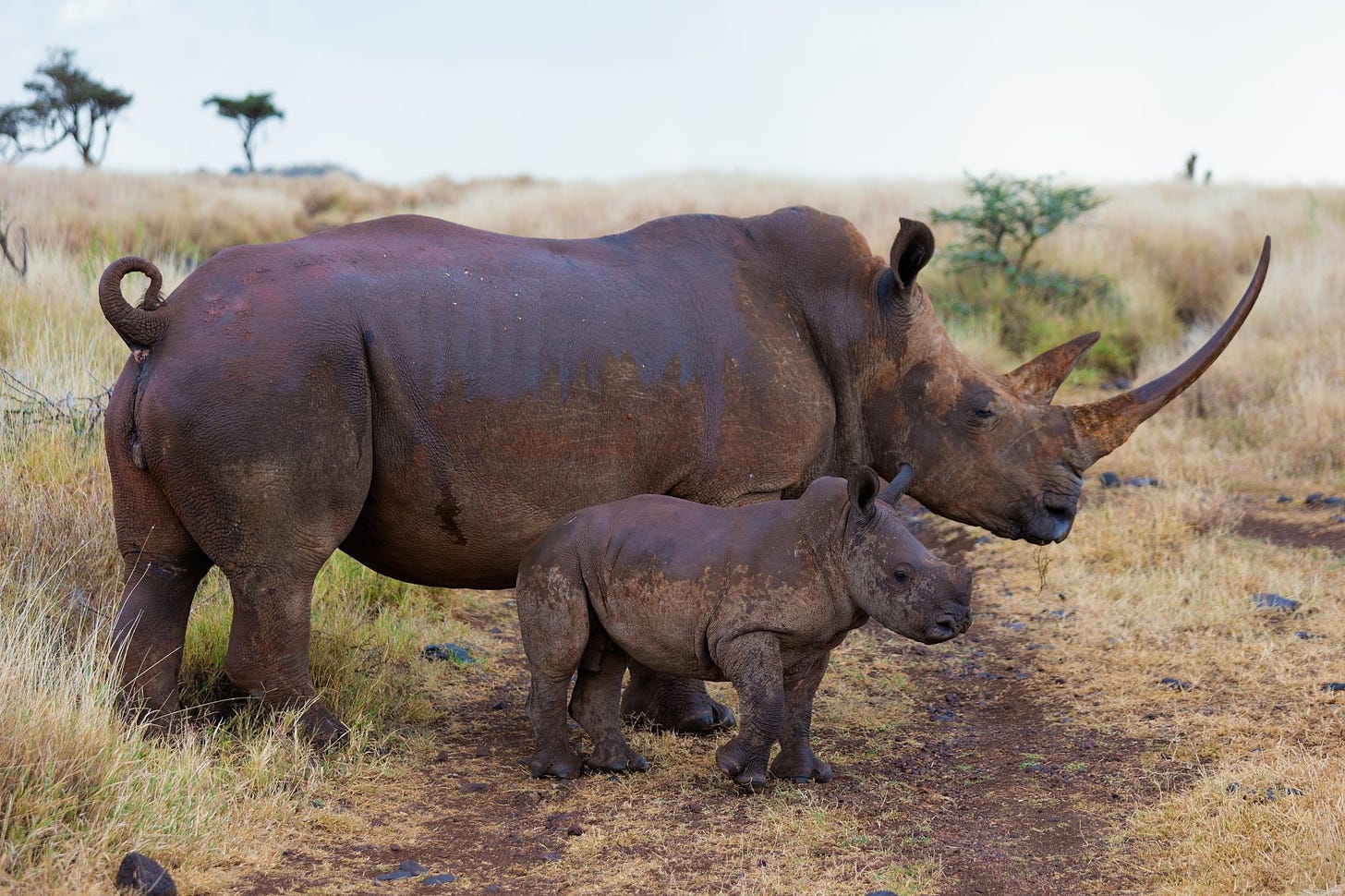 Conservation success in Kenya as 14 new rhinos born last year