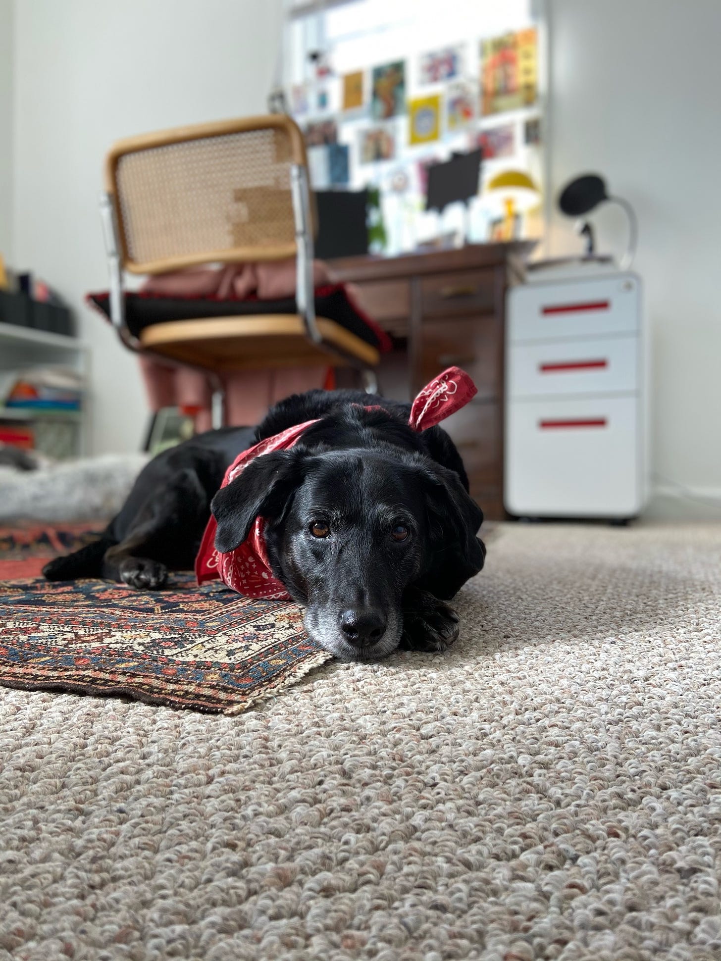 A black dog wearing a red bandana lies on the floor in focus with a desk and chair out of focus behind her.