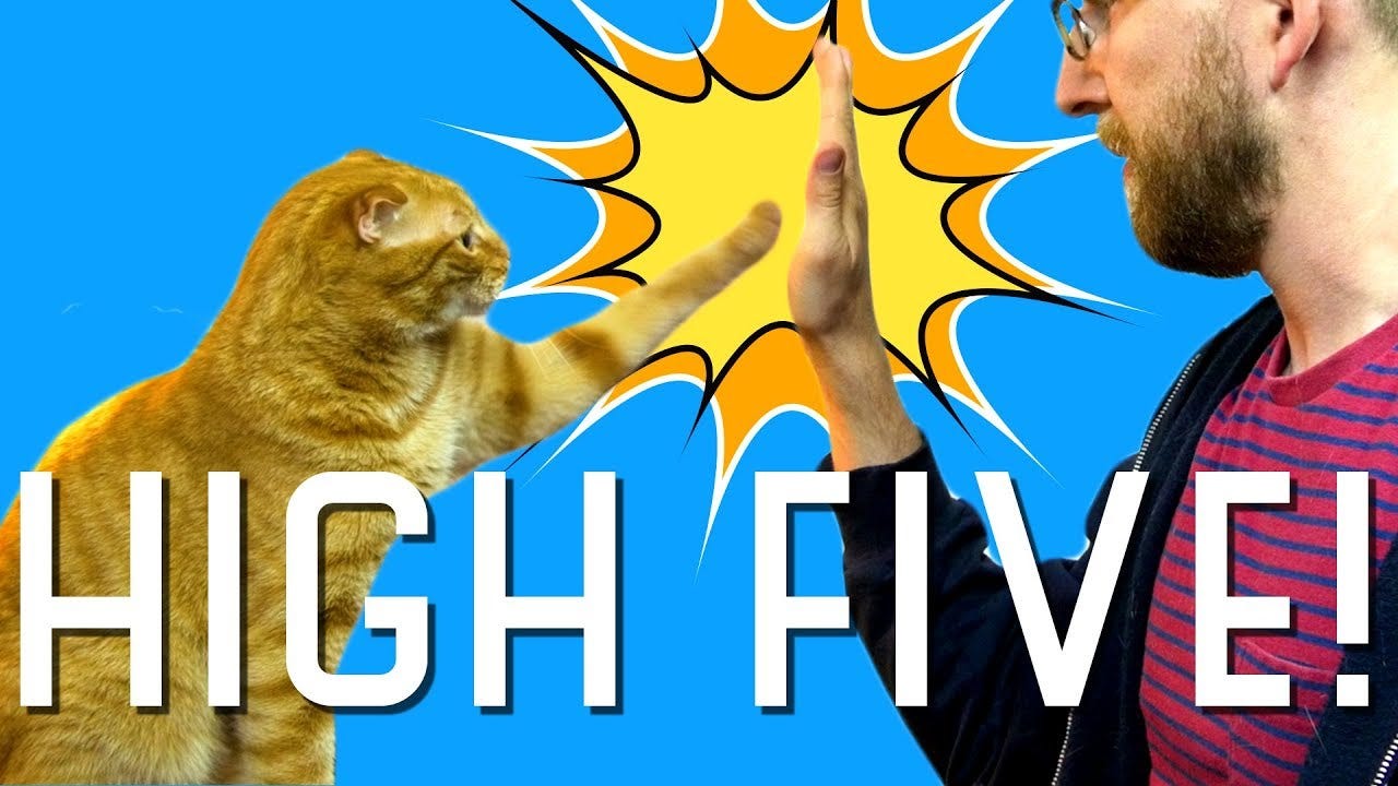 I taught my cat how to high five! - YouTube