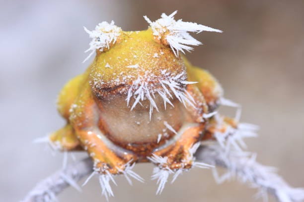 frosty weather frog in cold season frozen weather fog covered with hoarfrost, winter, ice crystals, close up frozen frog stock pictures, royalty-free photos & images
