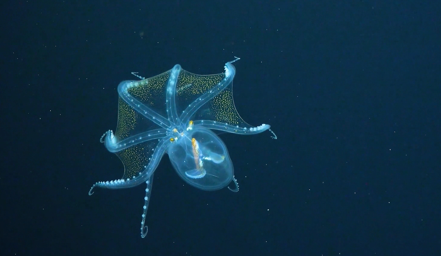 A glass octopus