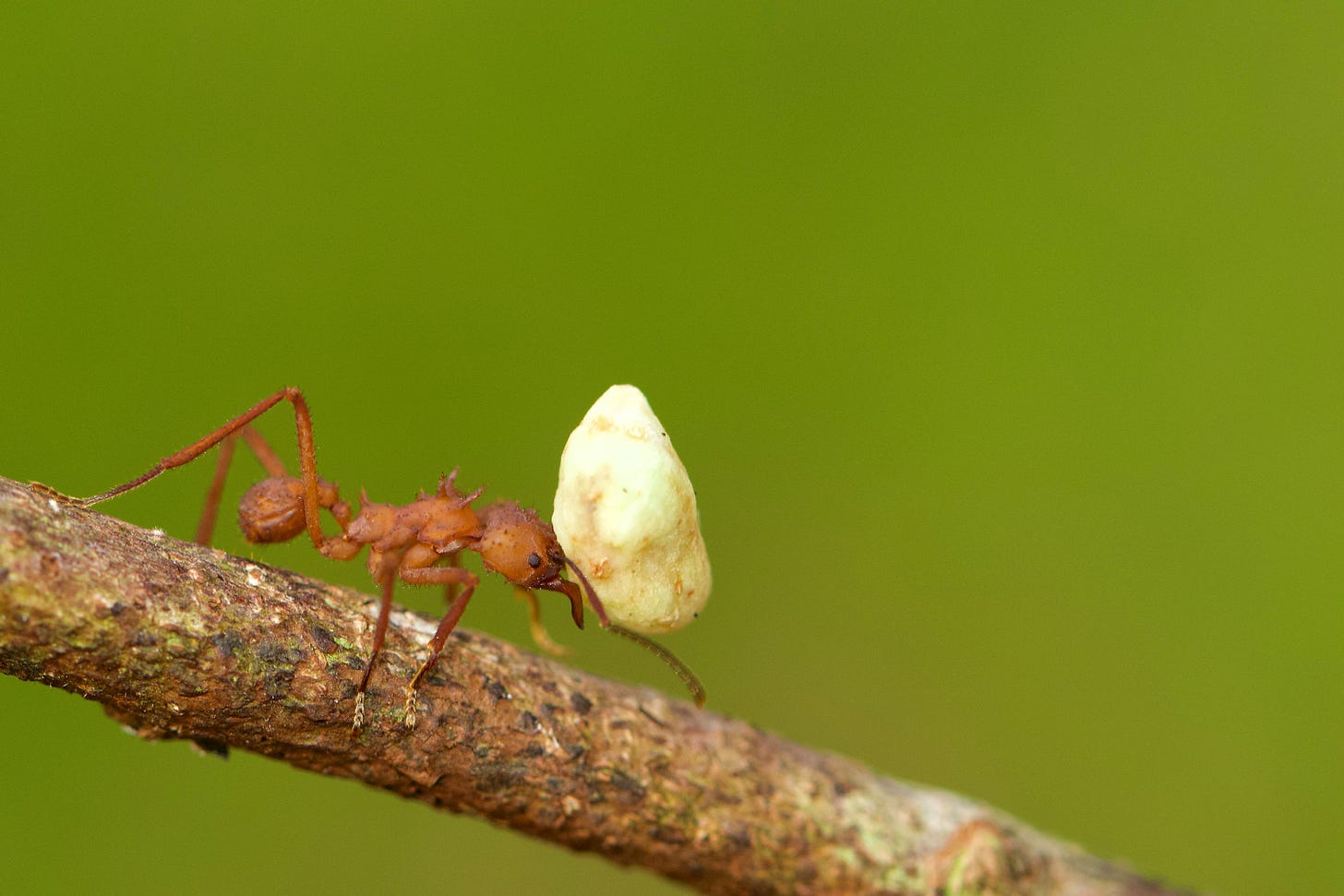 Brown ant carrying white crumb piece, walking across thin brown branch. 