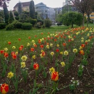 Banja Luka Tulip