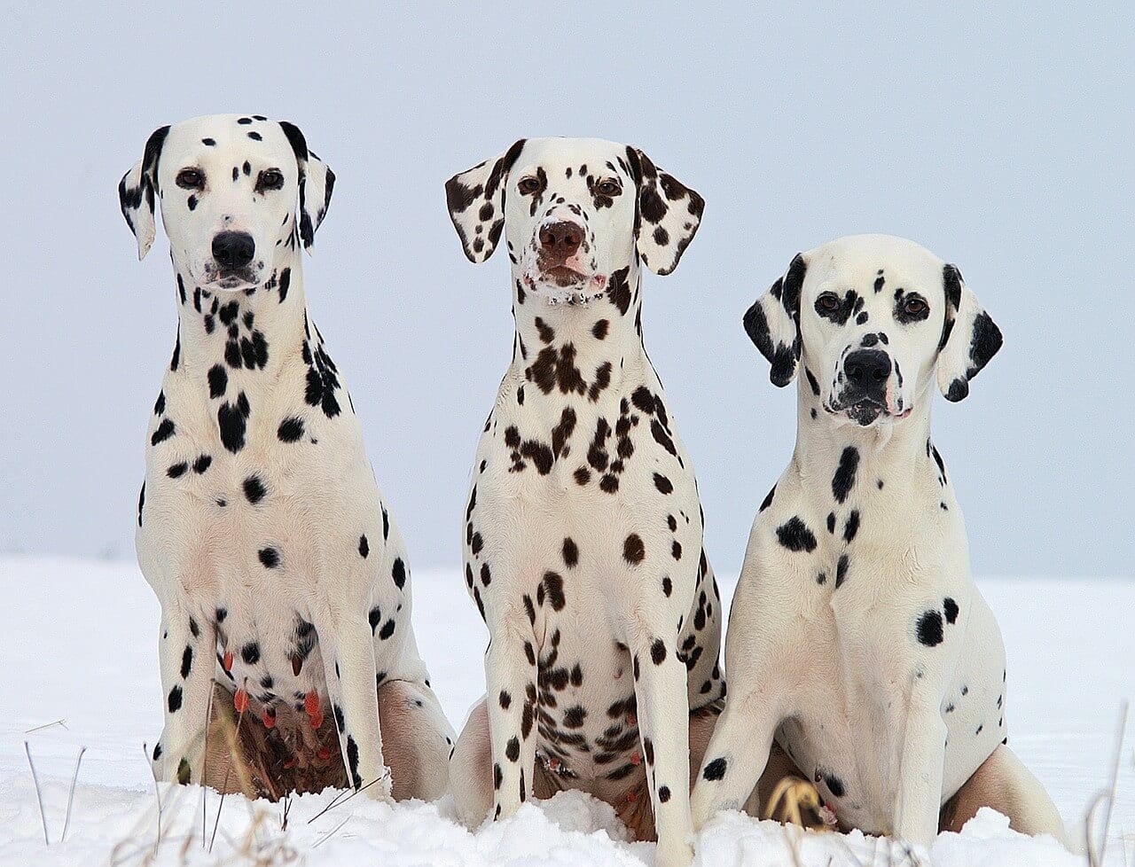 trois chiens dalmatien