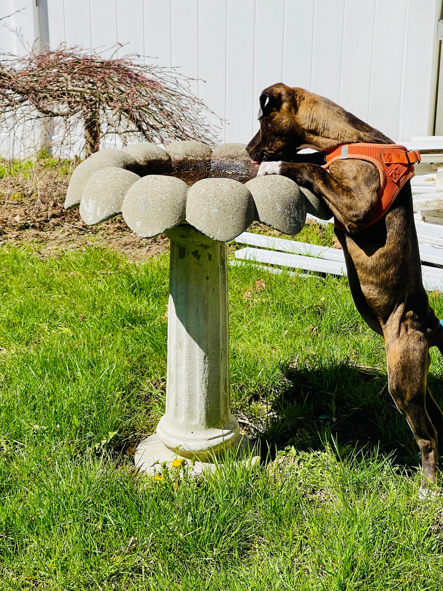 Puppy standing on a lawn, paws in a bird fountain
