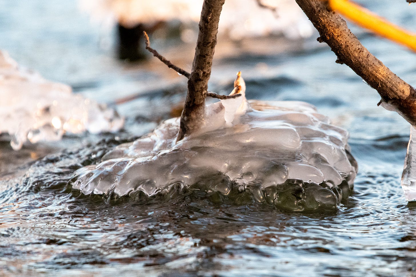 Ice, almost in the shape of a downward-facing open hand, that has formed around a branch that dips into a lake