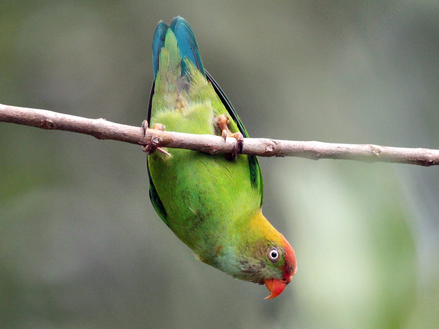 Sri Lanka Hanging-Parrot - eBird