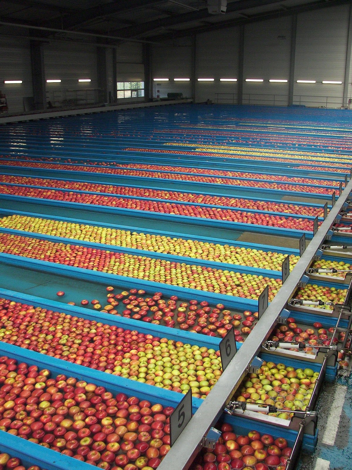 A warehouse of row after row of apples being washed.