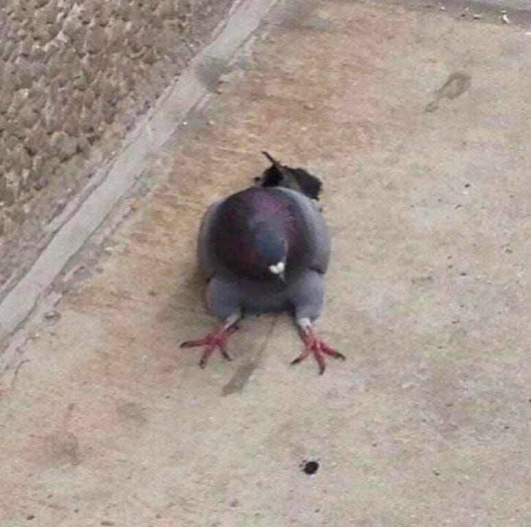 Lol how is this pigeon sitting... : pigeon