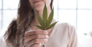 Cannabis Moms | Portland Greenhouse | Downtown Maine Dispensary - Portland  Greenhouse