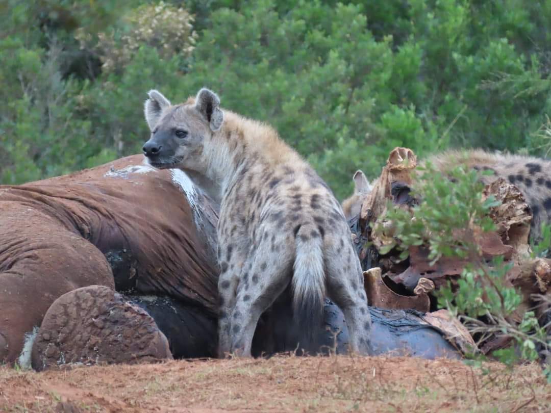 Hyenas eating elephant