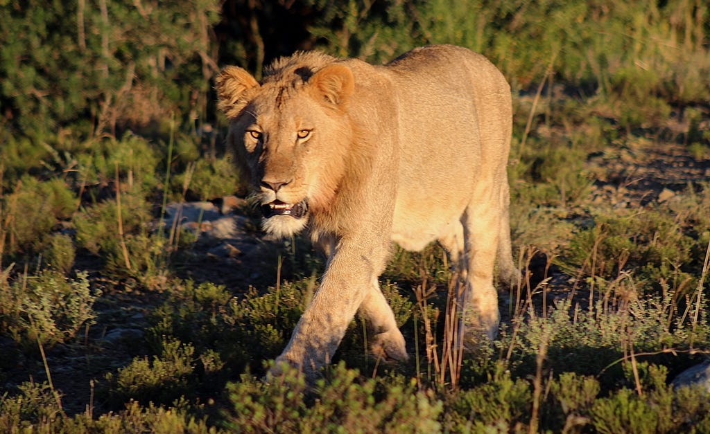 sub-adult male lion